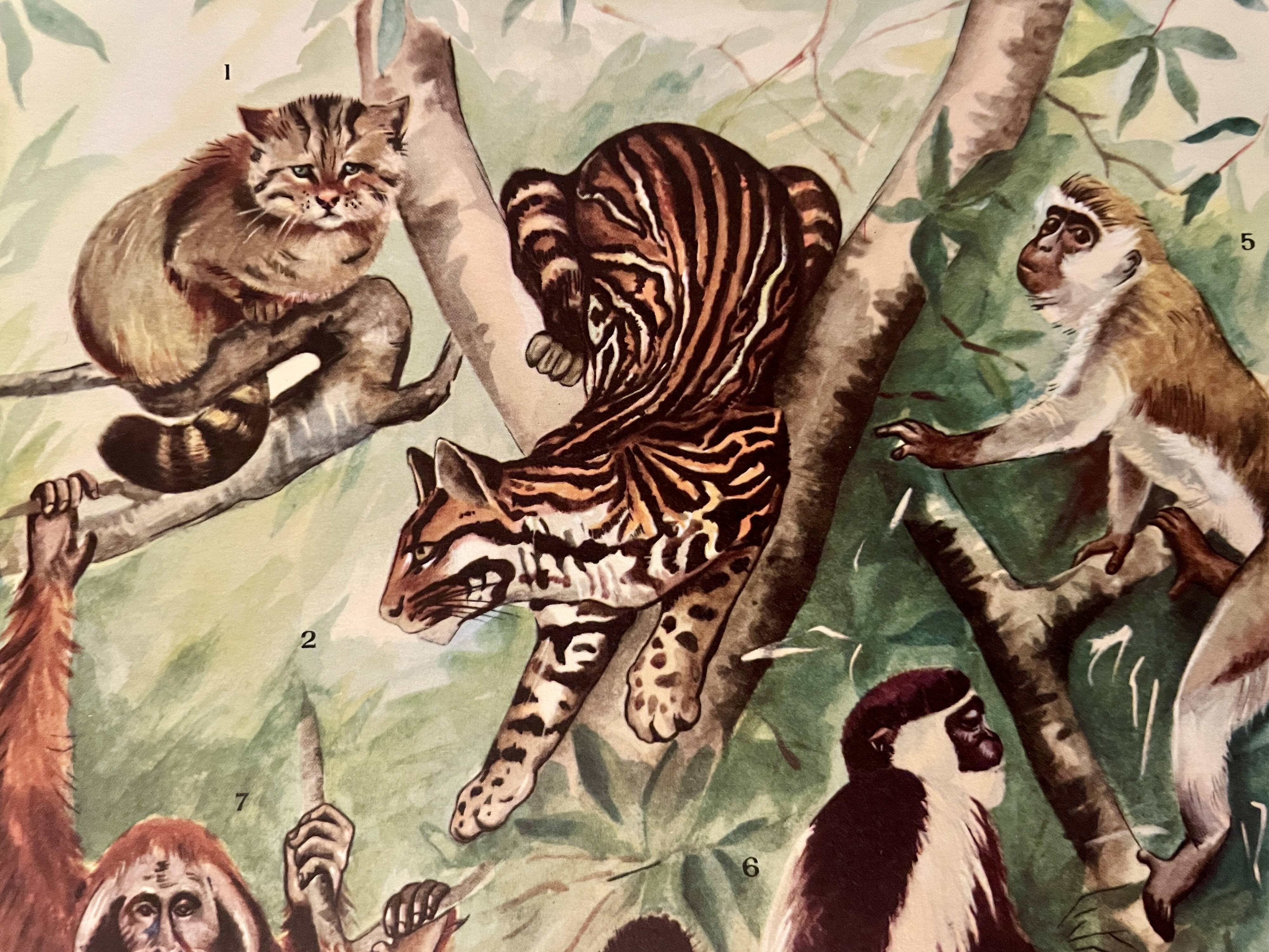 Illustrated plate on arboreal mammals (cats, monkeys, lemurs) – 1950