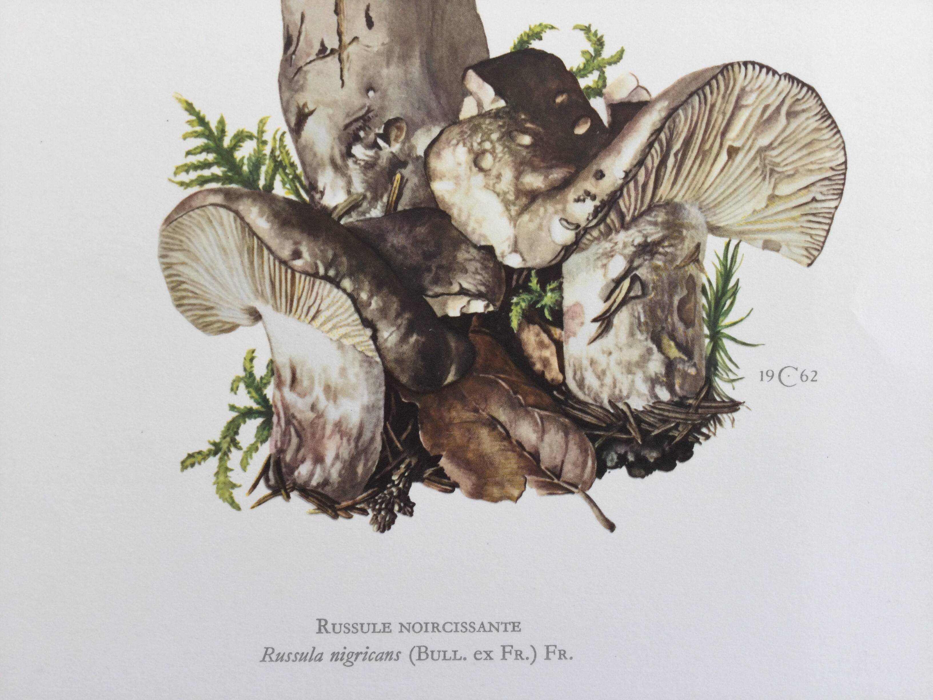 Botanical Illustration Mushrooms Russula Vintage Print 60s