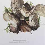 Botanical Illustration Mushrooms Russula Vintage Print 60s
