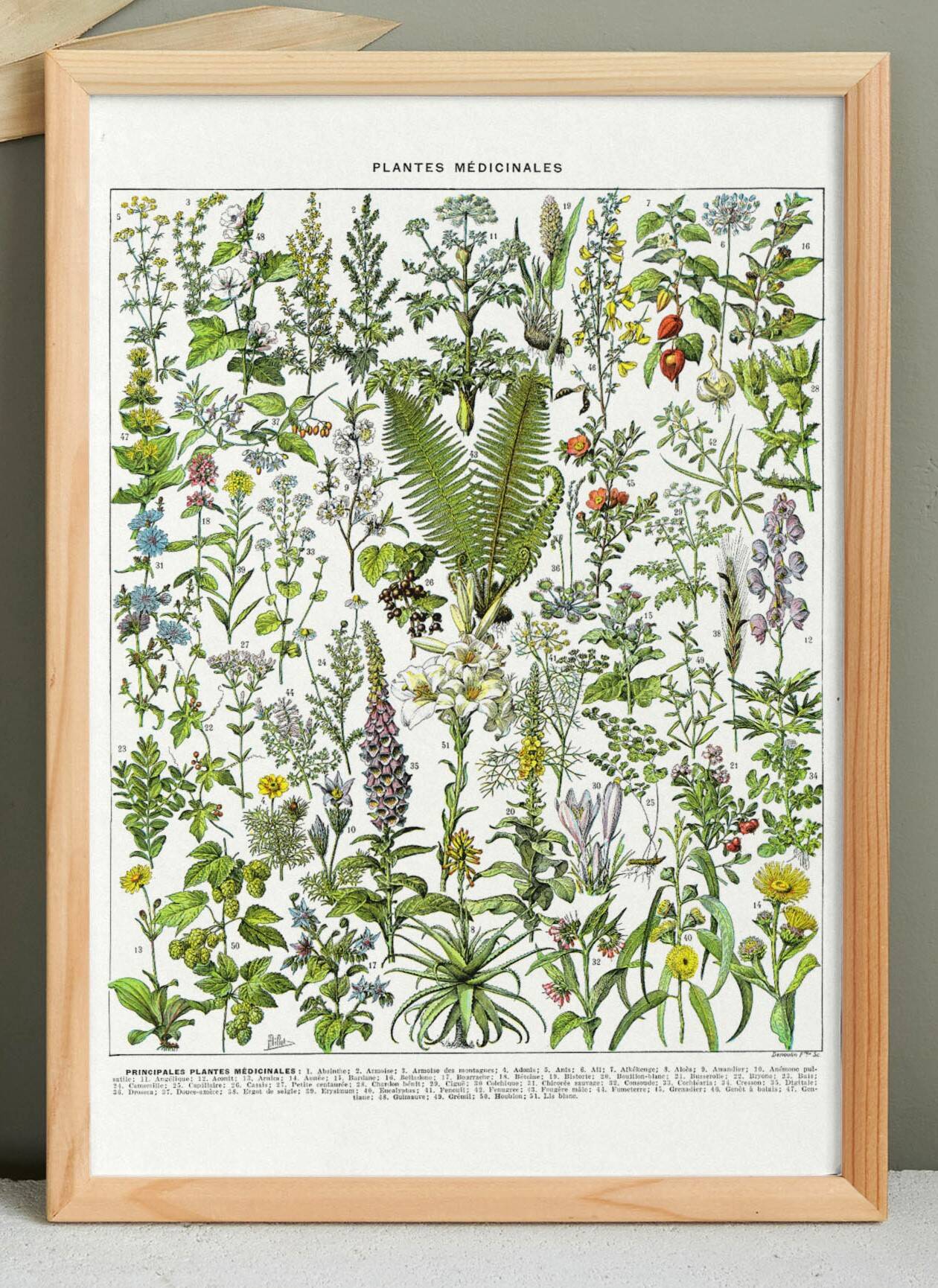 Affiche sur les plantes médicinales "absinthe", d'après une lithographie de 1928