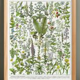 Poster on medicinal plants "absinthe", after a lithograph from 1928