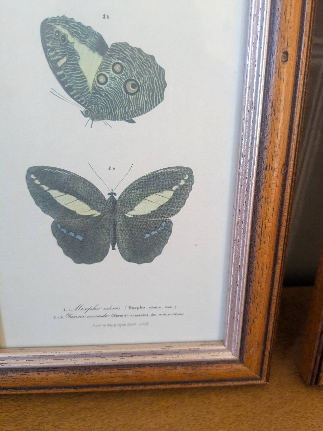 Lithographies de papillons
