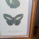 Lithographies de papillons