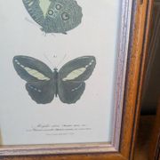 Lithographs of butterflies