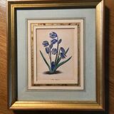 Set of 6 Small Botanical Flower Engravings