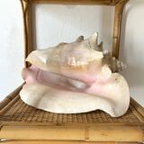 Large conch shell, giant conch