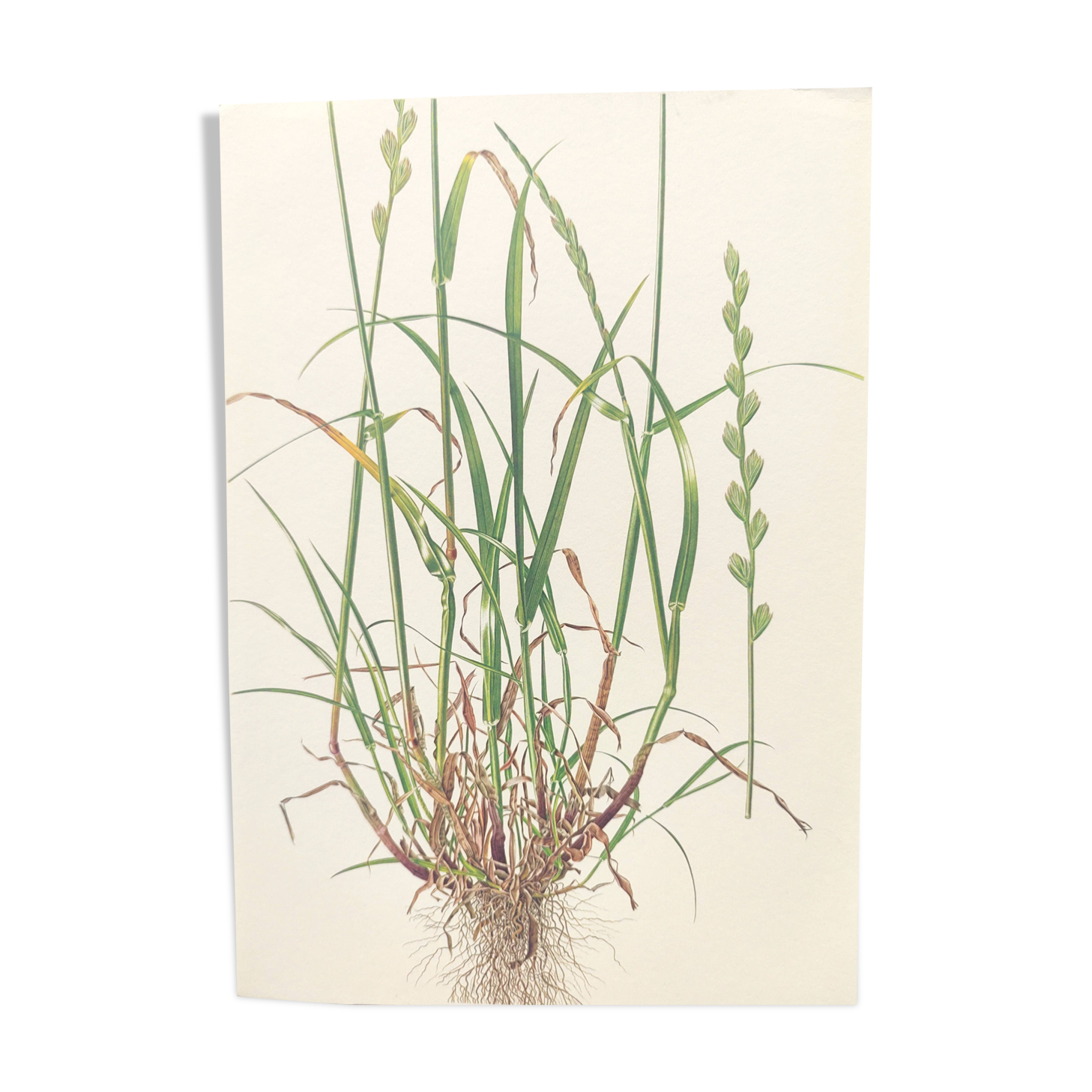 Vintage botanical print from 1978 - Perennial ryegrass - Nature illustration