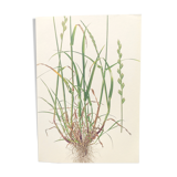 Vintage botanical print from 1978 - Perennial ryegrass - Nature illustration