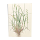 Vintage botanical print from 1978 - Perennial ryegrass - Nature illustration