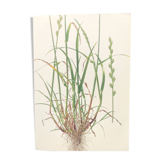 Planche botanique vintage de 1978 - Ray-grass anglais - Illustration nature