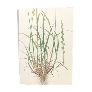 Vintage botanical print from 1978 - Perennial ryegrass - Nature illustration