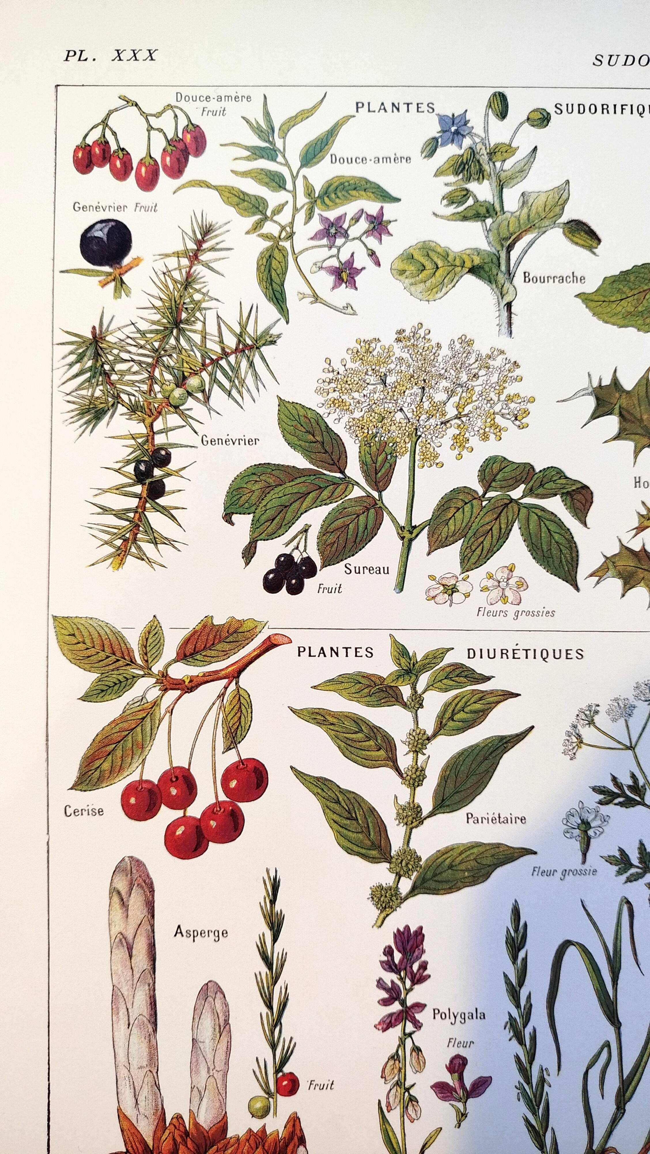 Poster on sudorific plants, based on a 1928 lithograph