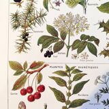Poster on sudorific plants, based on a 1928 lithograph