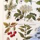 Poster on sudorific plants, based on a 1928 lithograph