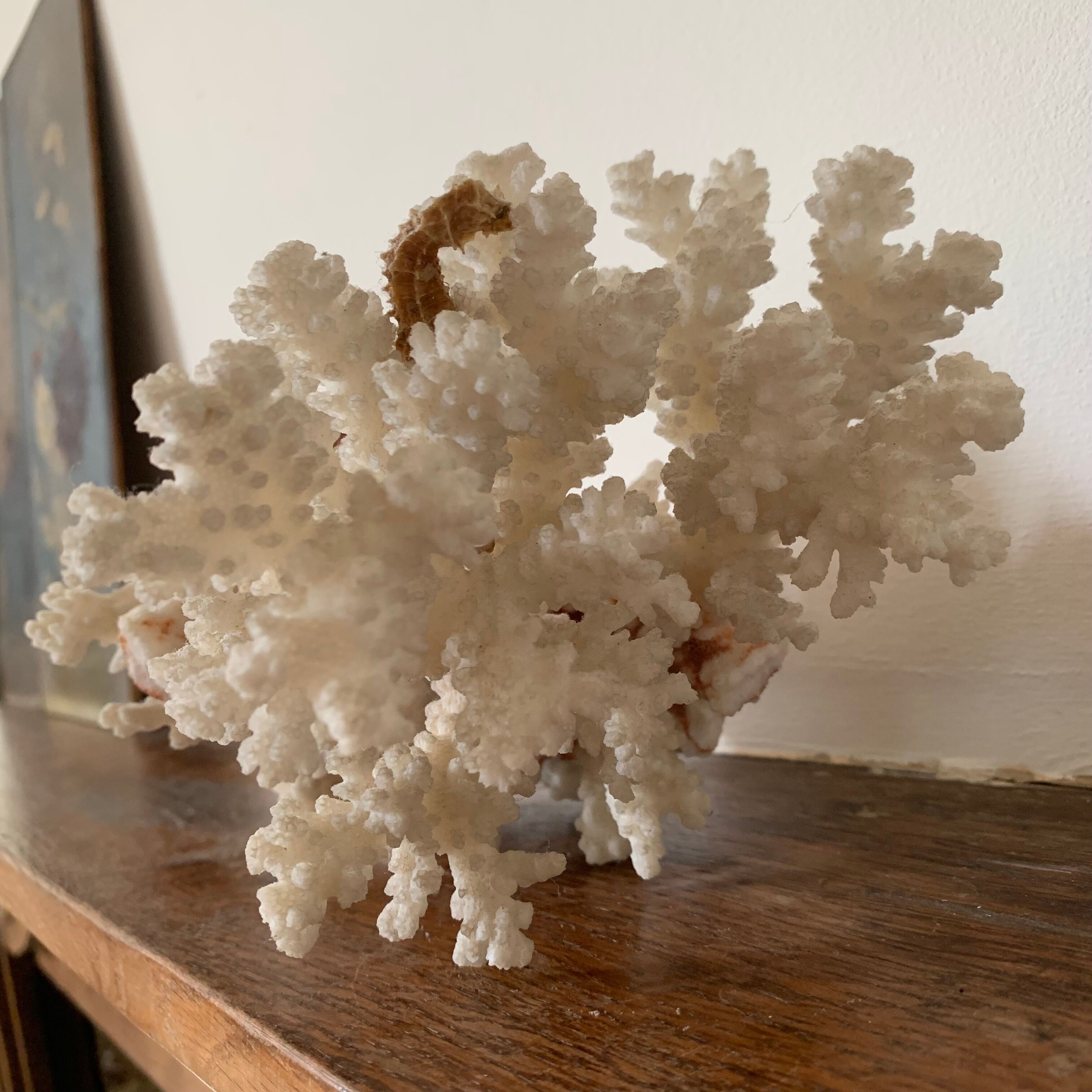 White coral and seahorse