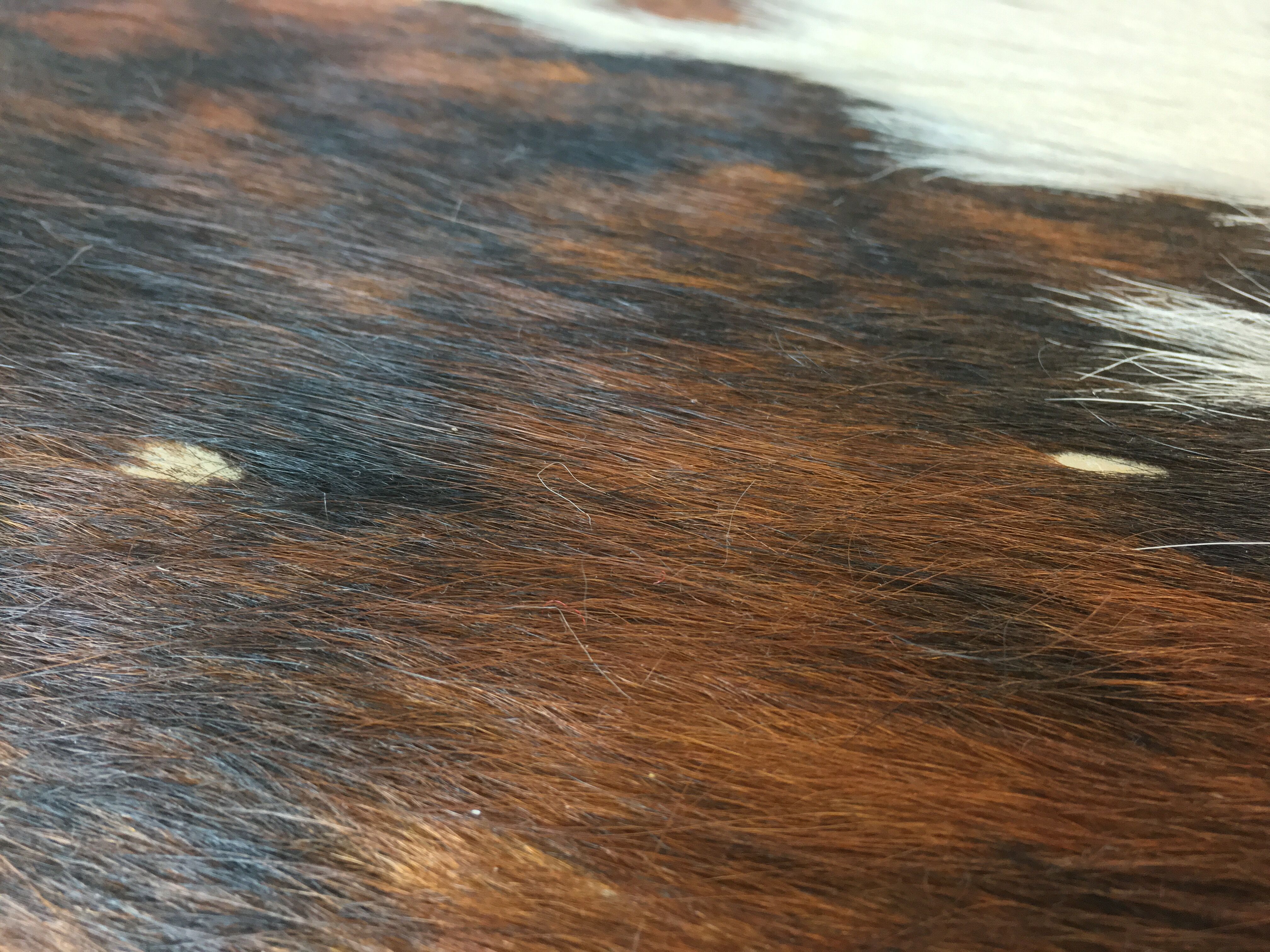 Pouf and cow cushion, leather