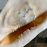 Shell horned helmet 23 cm