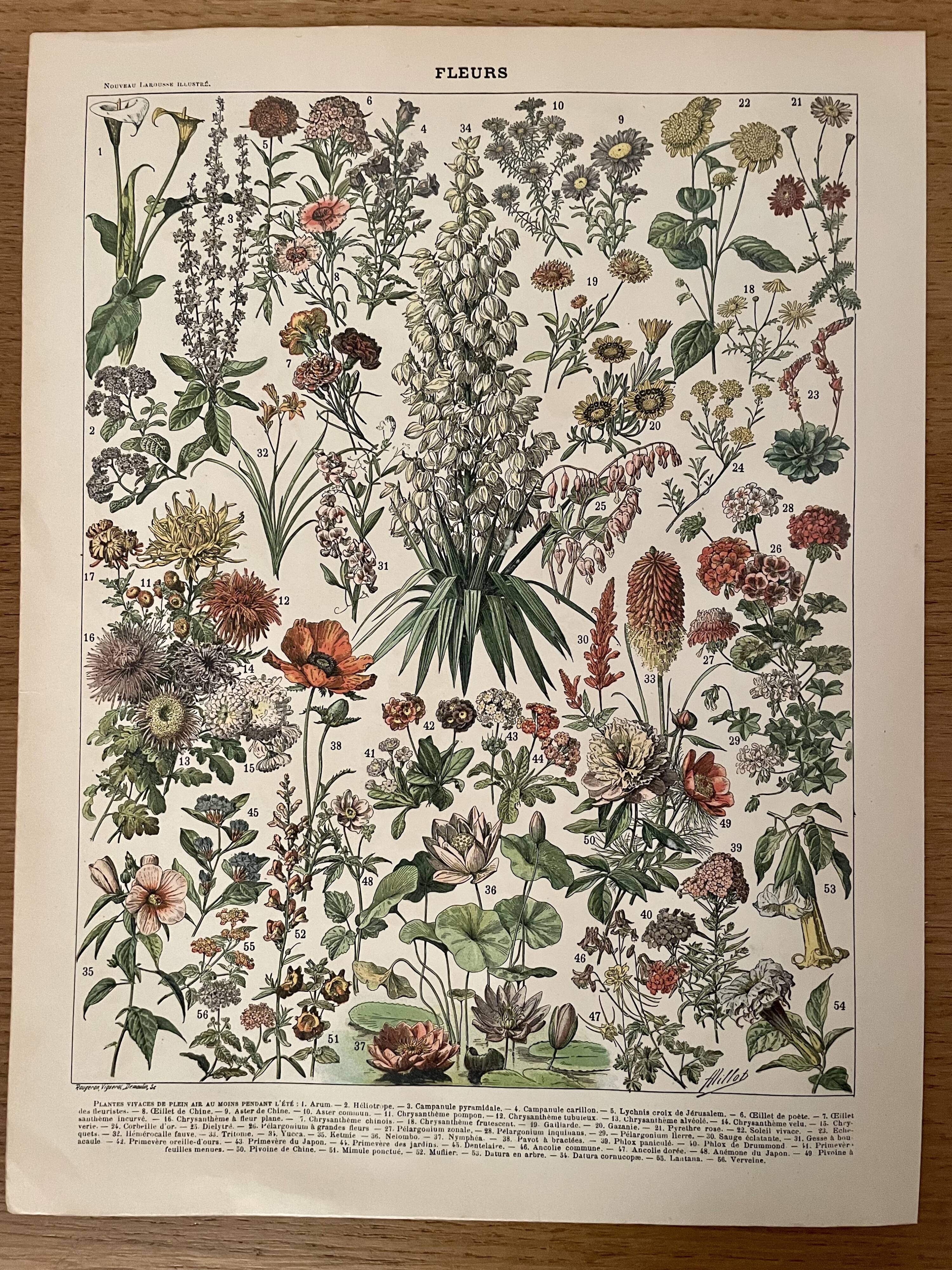 Lithographie sur les fleurs (amarante) - 1900