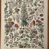 Lithograph on flowers (amaranth) - 1900