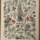 Lithographie sur les fleurs (amarante) - 1900