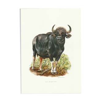 Impression scolaire vintage d'un bison indien