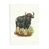 Impression scolaire vintage d'un bison indien