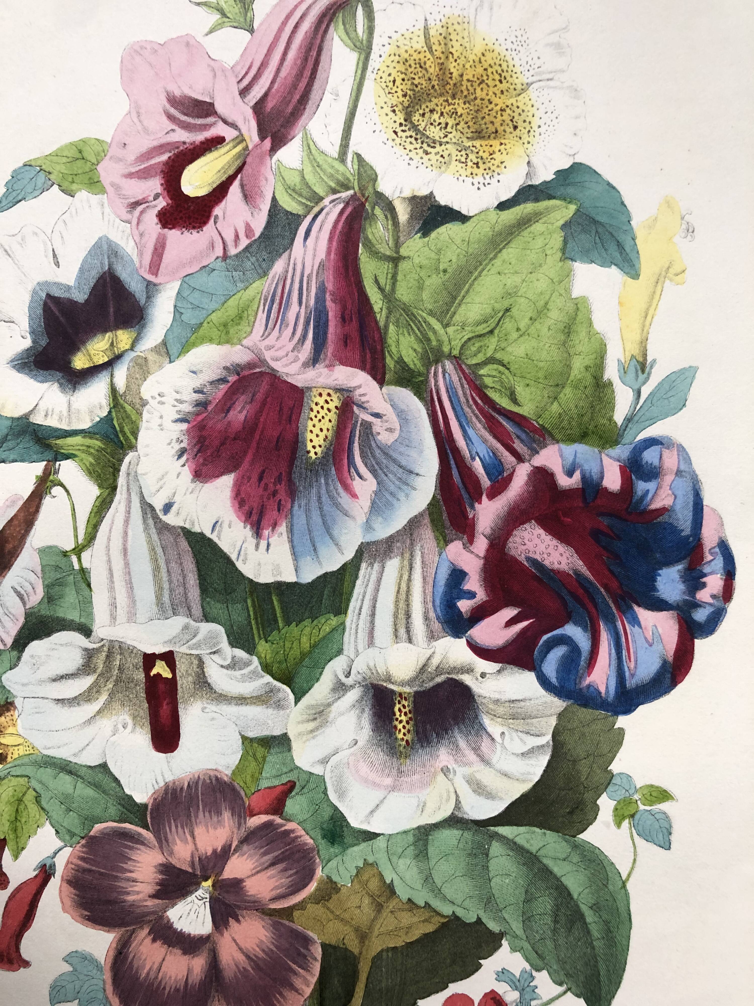 Affiche ancienne - Planche botanique de 1854