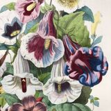 Affiche ancienne - Planche botanique de 1854
