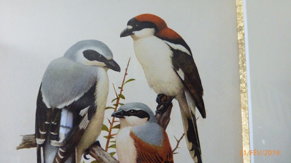 Birds - collection Hepatior N ° 16