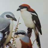 Birds - collection Hepatior N ° 16