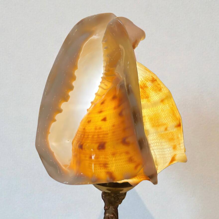 Cassis Cornuta shell lamp on a bronze base - Shell nightlight