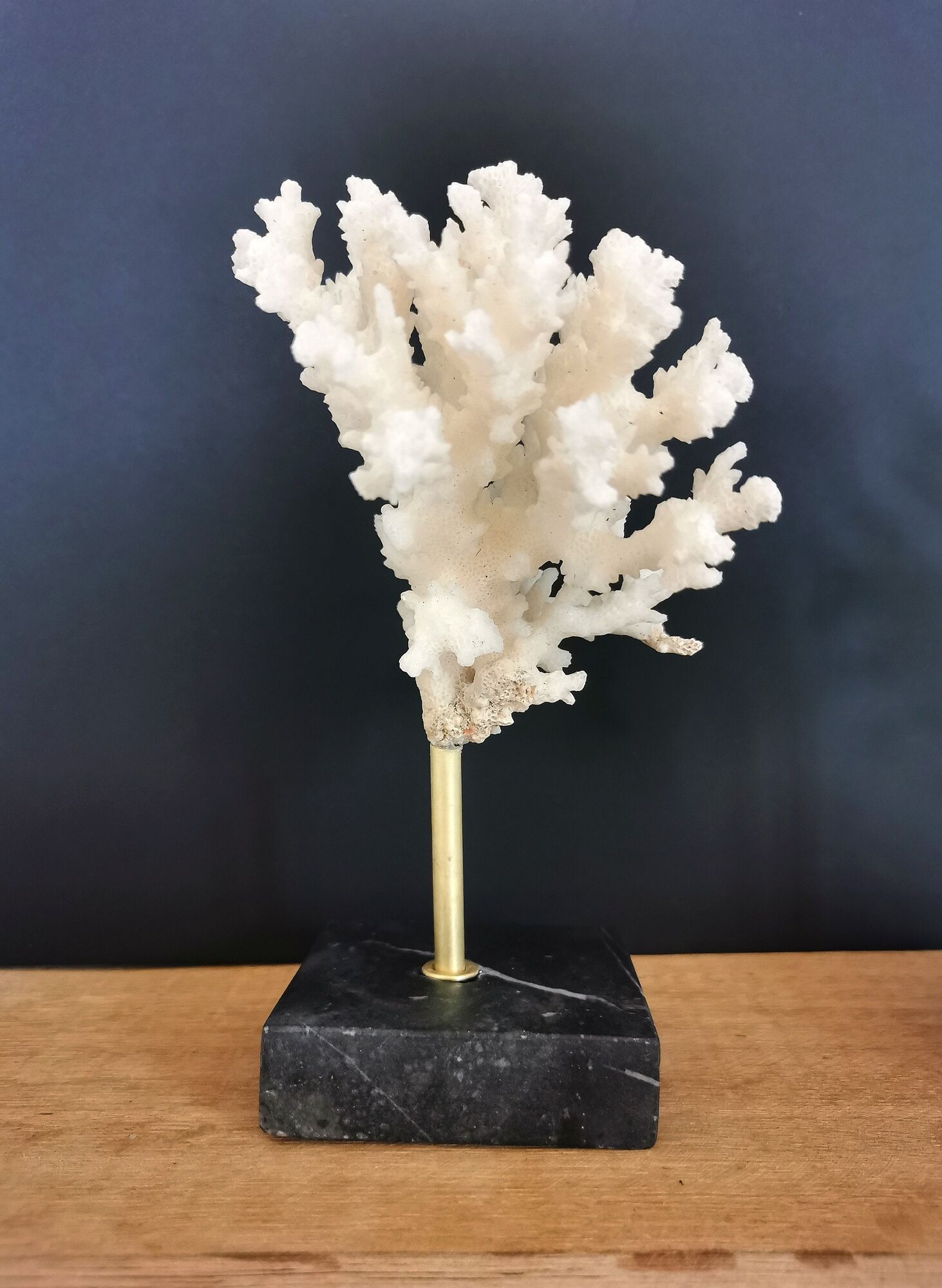 Coral branch