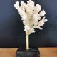 Coral branch