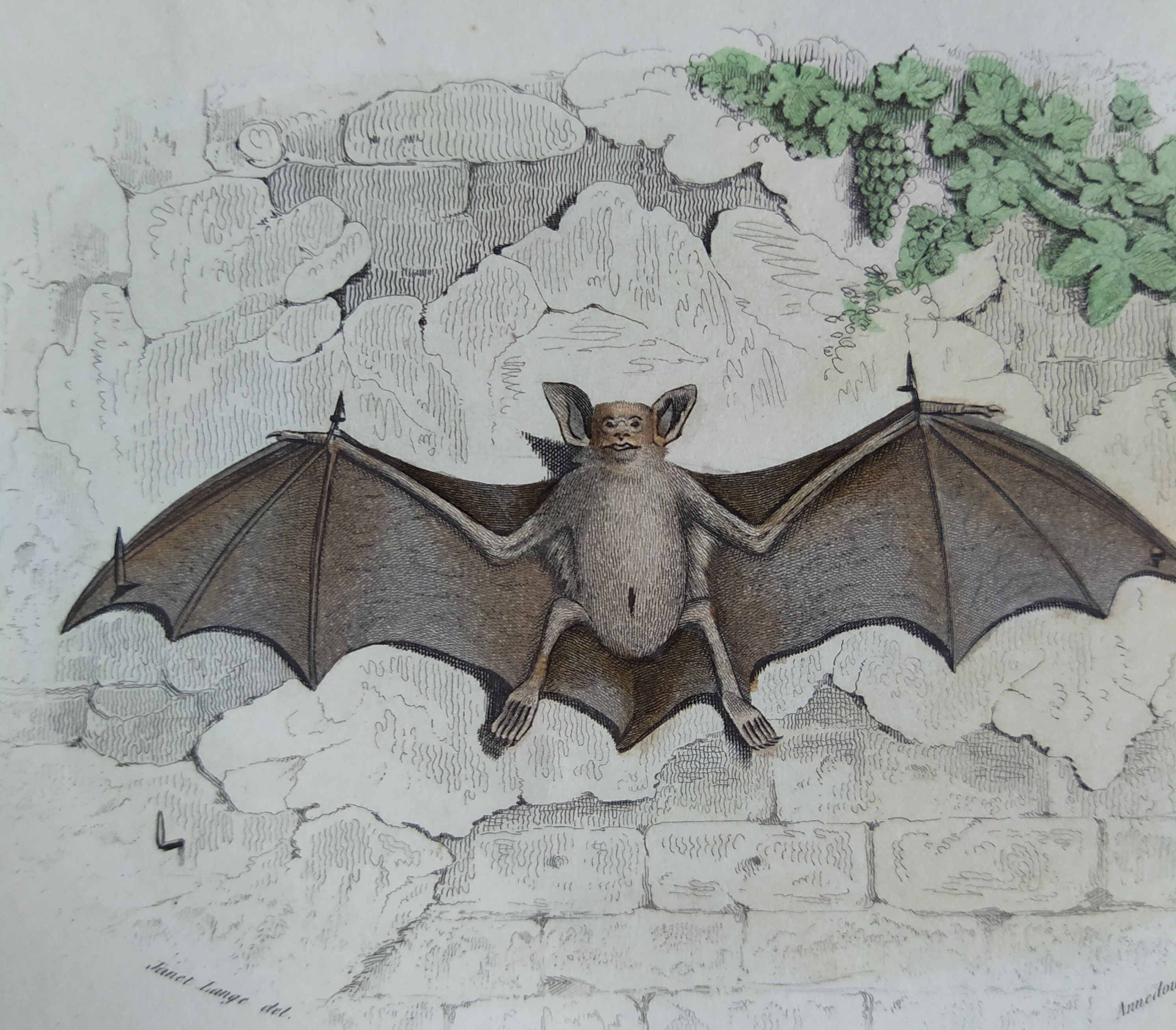 Ornithological board "Mouse" Buffon 1840