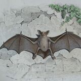 Ornithological board "Mouse" Buffon 1840