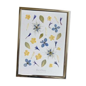 Blueberry Herbarium
