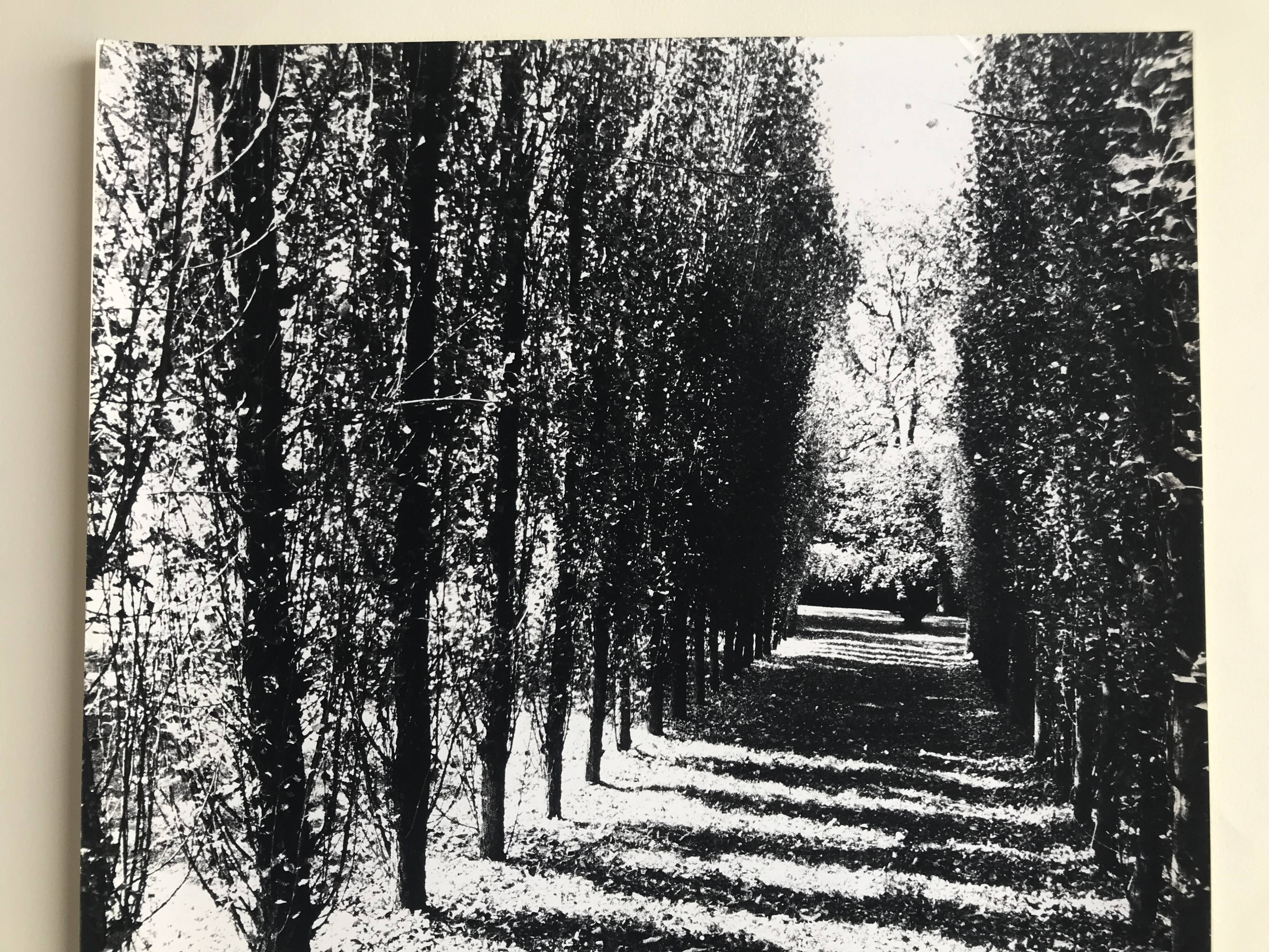 Rosine nusimovici, untitled (poplars), c 1980. black and white silver print