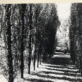 Rosine nusimovici, untitled (poplars), c 1980. black and white silver print