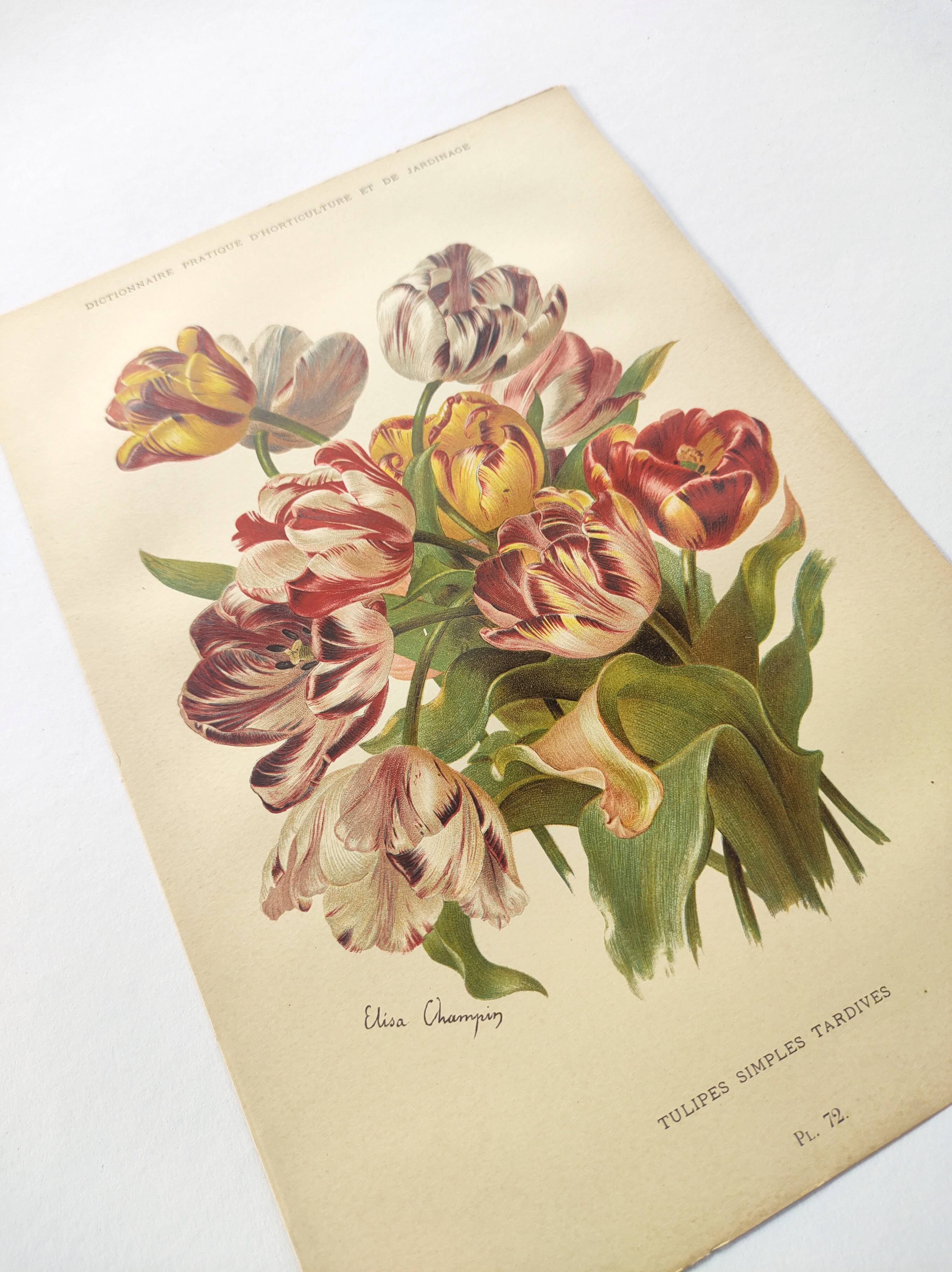Botanical flower engraving 1899 by Élisa Champin - Tulips - Old print