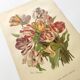 Botanical flower engraving 1899 by Élisa Champin - Tulips - Old print