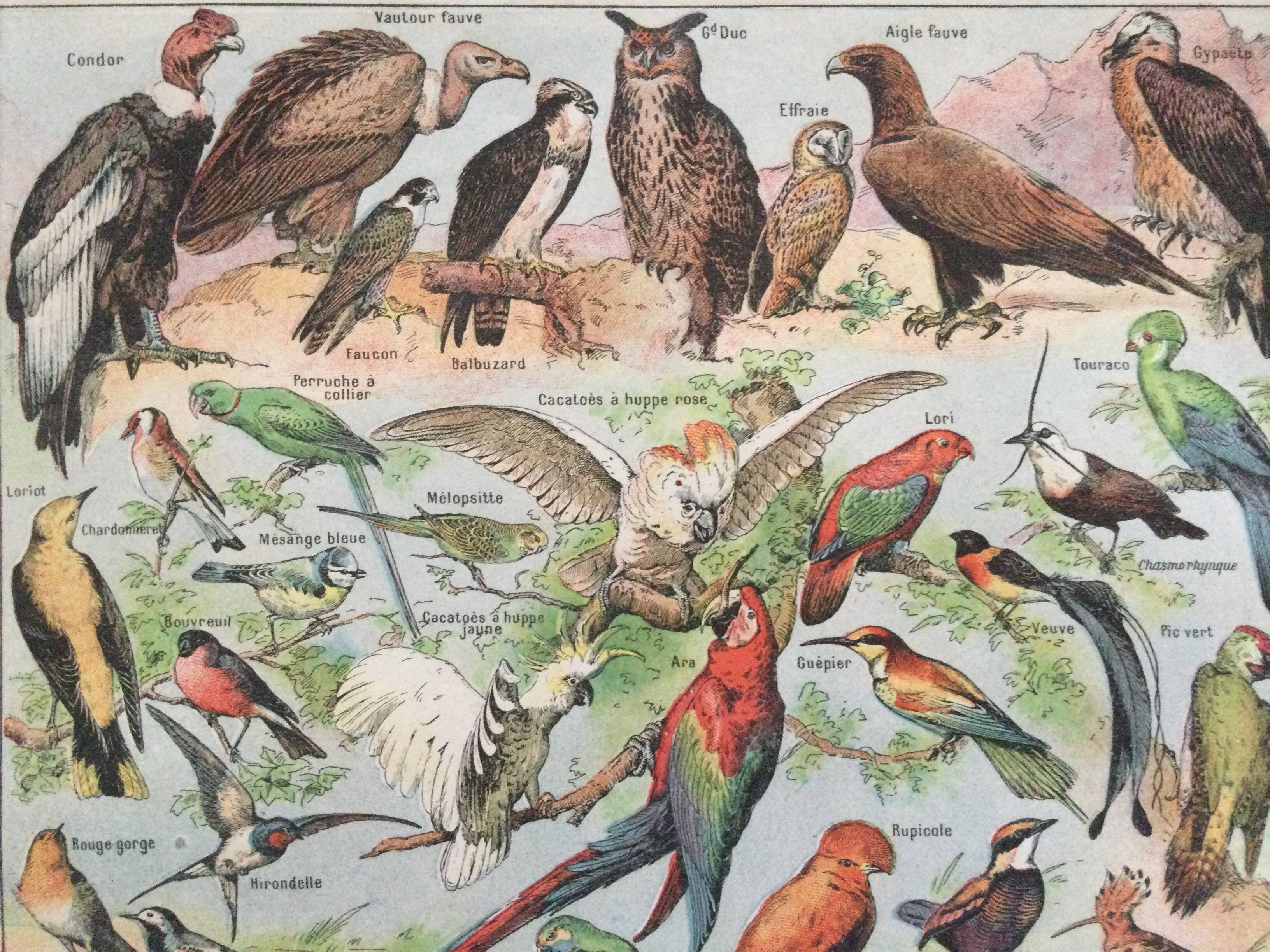 Zoological poster Birds - Vintage print 1912