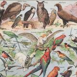 Zoological poster Birds - Vintage print 1912