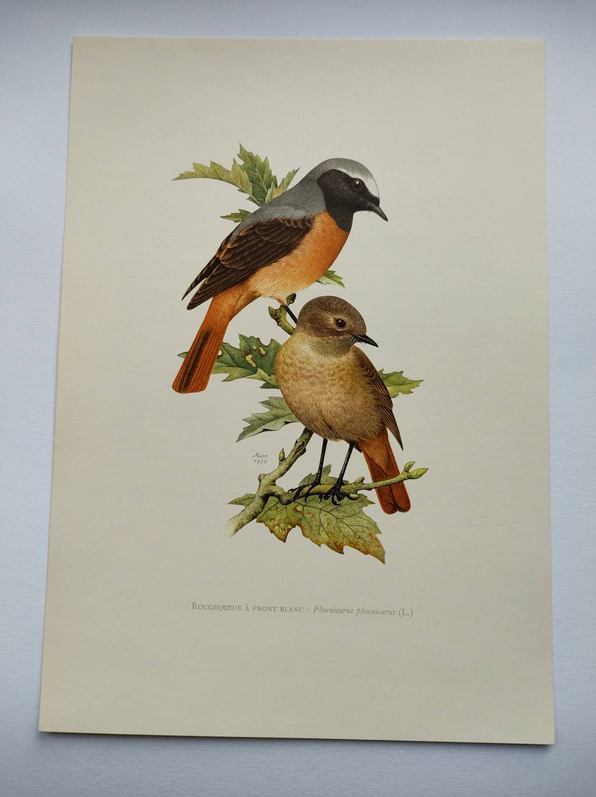 Bird board 1960s - White-fronted Redstart - Zoological and ornithological wine illustration