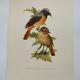 Bird board 1960s - White-fronted Redstart - Zoological and ornithological wine illustration