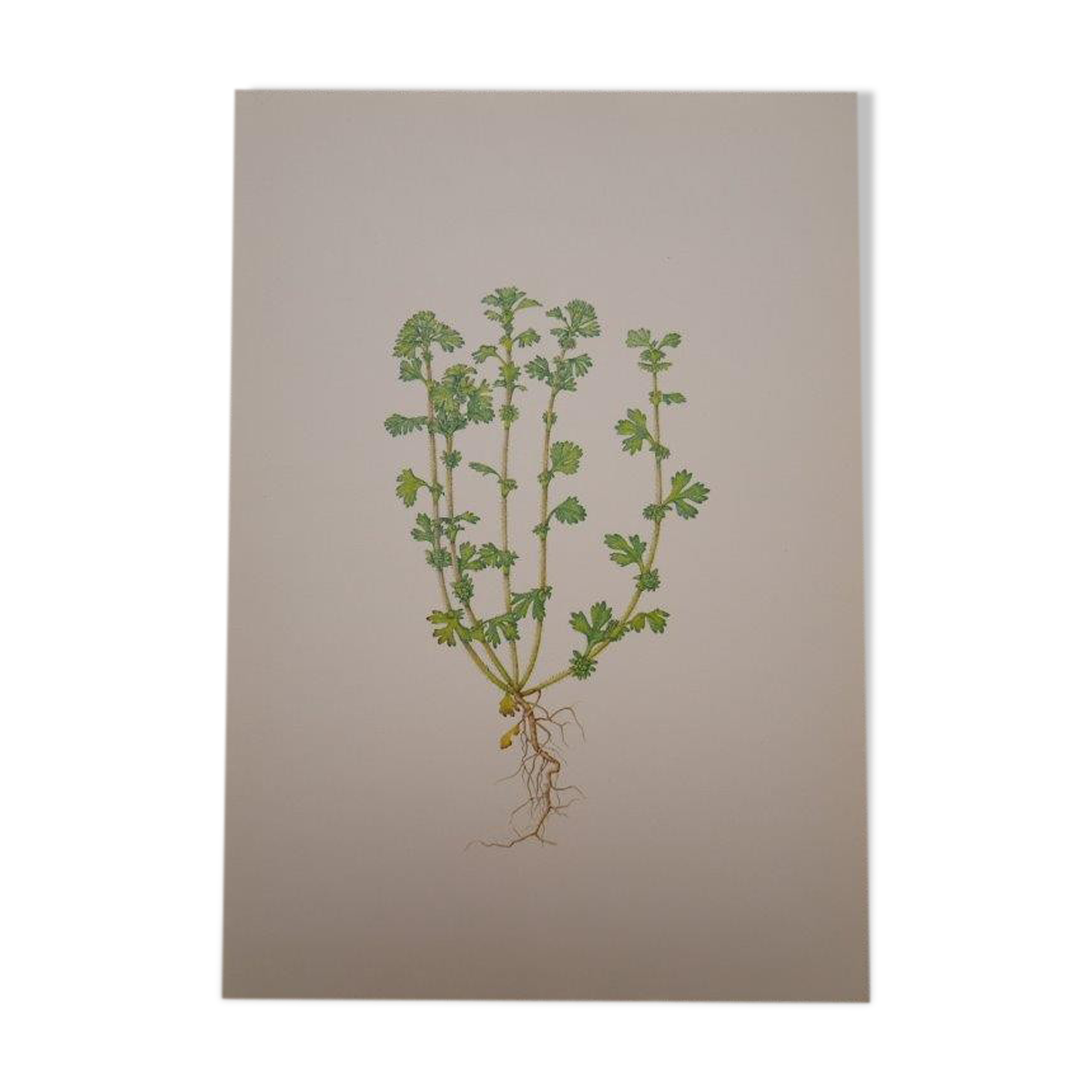 Botanical plate Alchemille