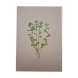 Botanical plate Alchemille