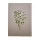Botanical plate Alchemille