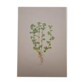 Botanical plate Alchemille