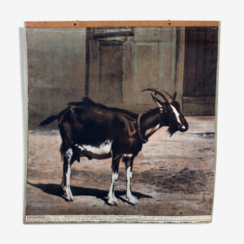 Displays educational goat, 1916