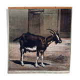 Displays educational goat, 1916